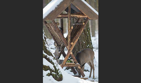 Rehwild (Capreolus capreolus)