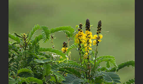 Geflügelte Senna (Senna didymobotrya)