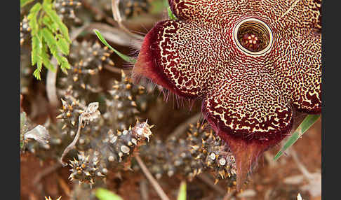 Caralluma (Caralluma speciosa)