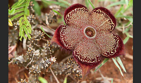 Caralluma (Caralluma speciosa)