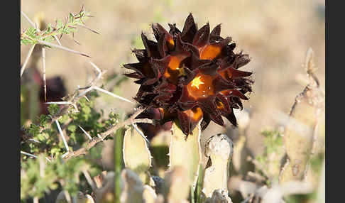 Caralluma (Caralluma speciosa)