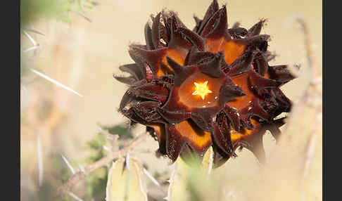 Caralluma (Caralluma speciosa)