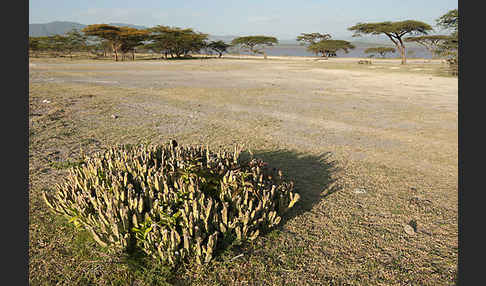 Caralluma (Caralluma speciosa)