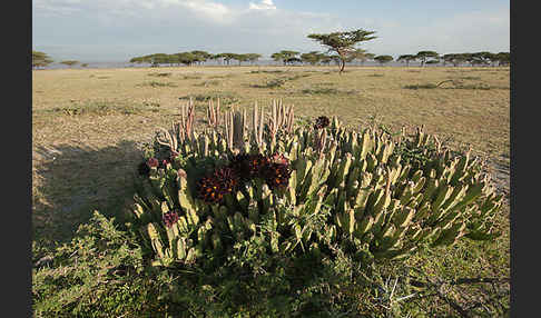 Caralluma (Caralluma speciosa)