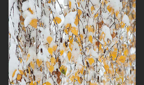 Winter (winter)