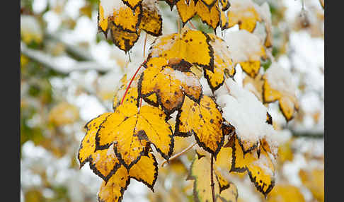 Berg-Ahorn (Acer pseudoplatanus)