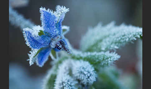 Garten-Borretsch (Borago officinalis)