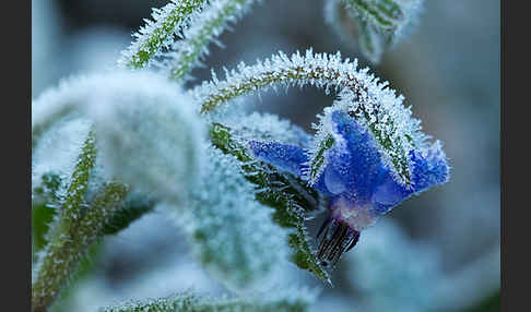 Garten-Borretsch (Borago officinalis)