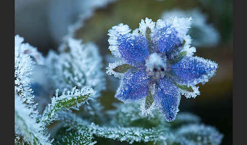 Garten-Borretsch (Borago officinalis)