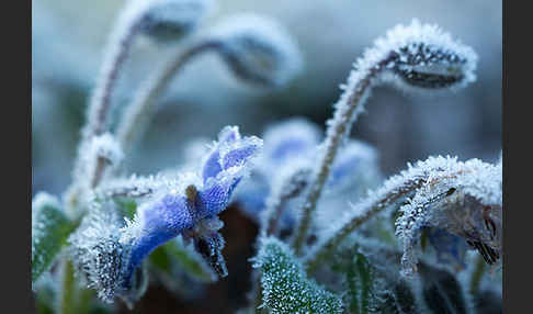 Garten-Borretsch (Borago officinalis)