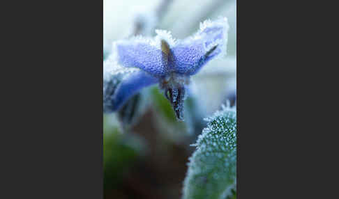 Garten-Borretsch (Borago officinalis)