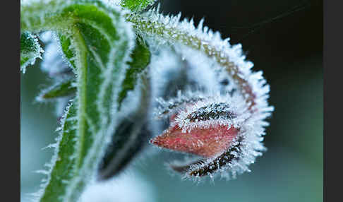 Garten-Borretsch (Borago officinalis)