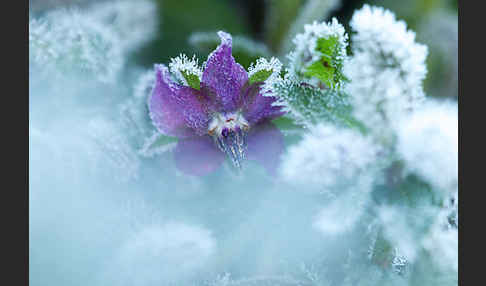 Garten-Borretsch (Borago officinalis)