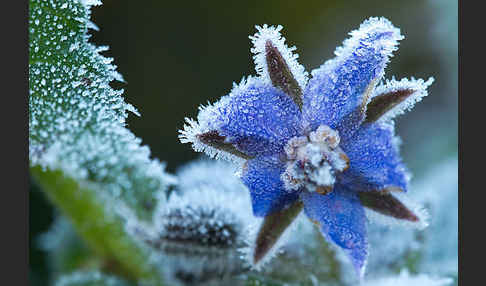 Garten-Borretsch (Borago officinalis)