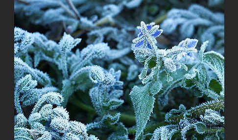 Garten-Borretsch (Borago officinalis)