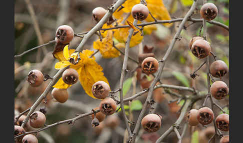 Echte Mispel (Mespilus germanica)