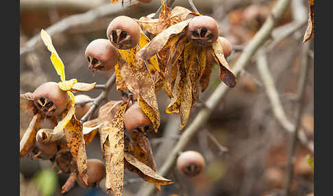 Echte Mispel (Mespilus germanica)