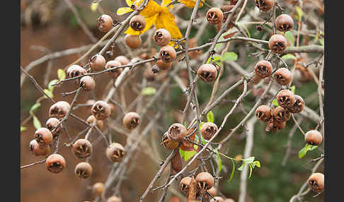 Echte Mispel (Mespilus germanica)