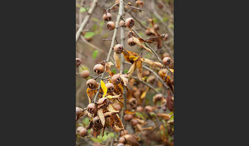 Echte Mispel (Mespilus germanica)