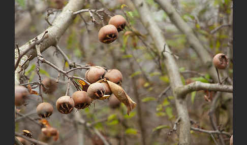 Echte Mispel (Mespilus germanica)