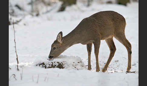 Rehwild (Capreolus capreolus)