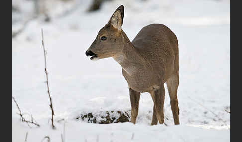 Rehwild (Capreolus capreolus)