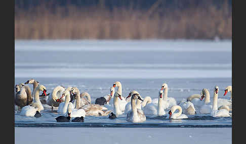 Höckerschwan (Cygnus olor)