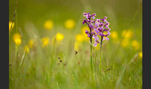 Kleines Knabenkraut (Orchis morio)