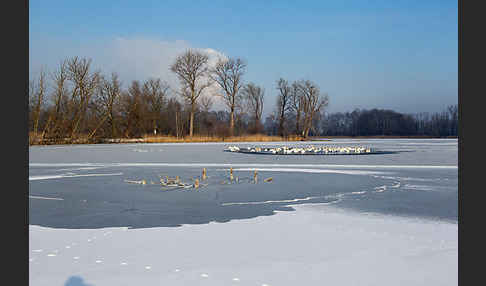 Höckerschwan (Cygnus olor)