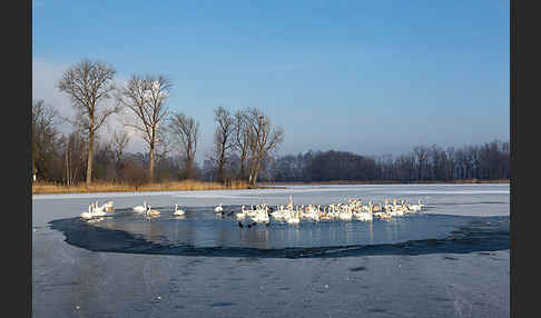 Höckerschwan (Cygnus olor)