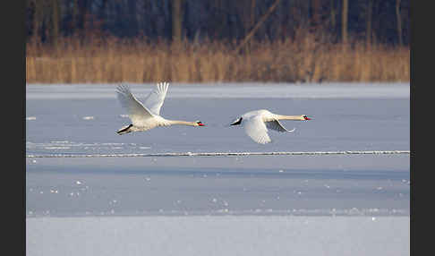 Höckerschwan (Cygnus olor)