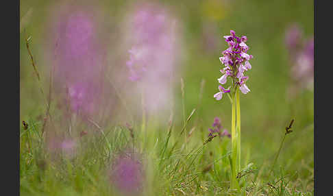 Kleines Knabenkraut (Orchis morio)