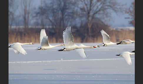 Höckerschwan (Cygnus olor)