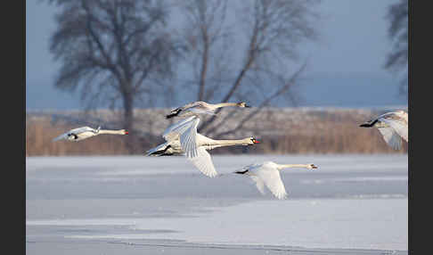 Höckerschwan (Cygnus olor)