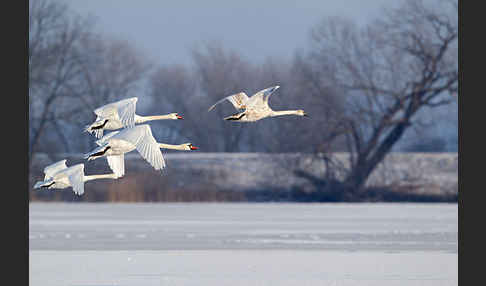 Höckerschwan (Cygnus olor)