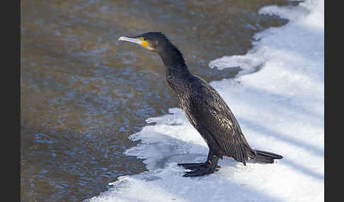 Kormoran (Phalacrocorax carbo)