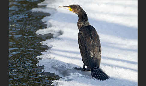 Kormoran (Phalacrocorax carbo)