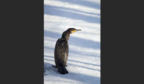 Kormoran (Phalacrocorax carbo)