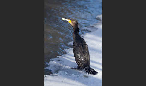 Kormoran (Phalacrocorax carbo)