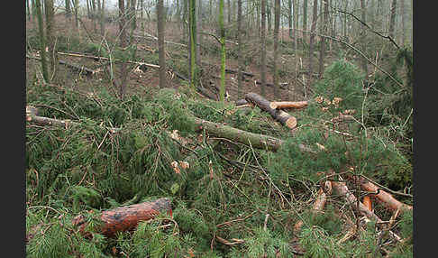 Thüringen (Thuringia)