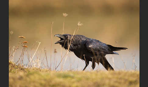 Kolkrabe (Corvus corax)