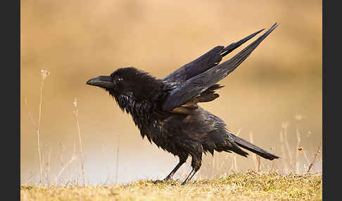 Kolkrabe (Corvus corax)