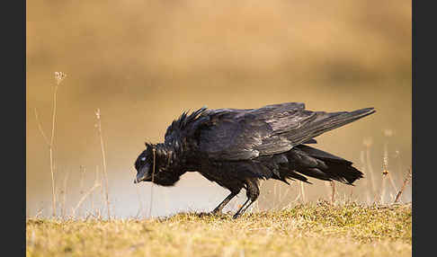 Kolkrabe (Corvus corax)