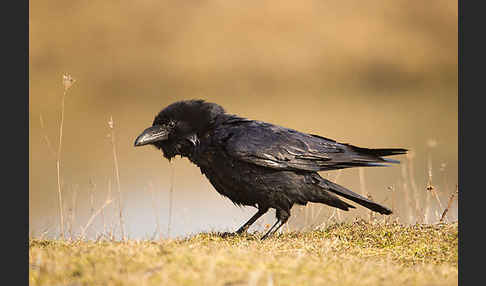 Kolkrabe (Corvus corax)