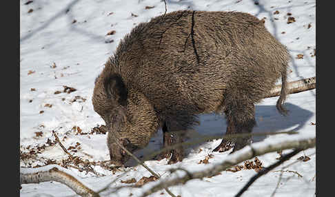 Schwarzwild (Sus scrofa)