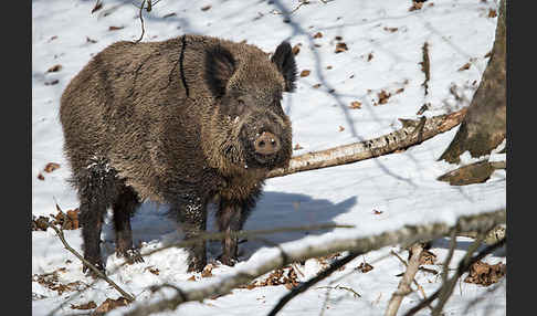 Schwarzwild (Sus scrofa)