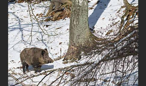 Schwarzwild (Sus scrofa)