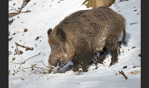 Schwarzwild (Sus scrofa)