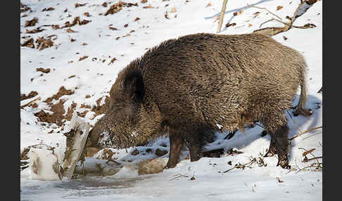 Schwarzwild (Sus scrofa)