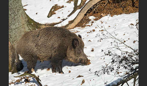 Schwarzwild (Sus scrofa)